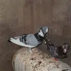 حمام طيب