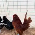 فروخ بوم كرست ( امهات خوارج )