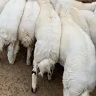 ذبايح للبيع طليان ورخال بريه ونظيفه مع خدمة السلخ والتوصيل