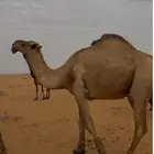 جمل اصفر اكبر بناته جذعة دبياني مشروط من جميع العذاريب