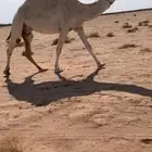 البيع الناقه الكفو