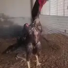 ديك شامو الماني