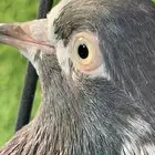 للبيع حمام باكستاني