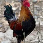 ديوك عربية - أفرق مقبع