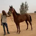 سلام عليكم حصان انقليزي جواز