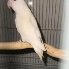 روز البينو للبيع وللبدل