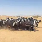 جفرات عوارض صنف