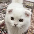 قطه