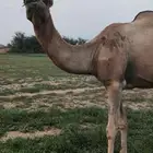 ناقة للبيع