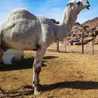 جمل من سلالة رمان