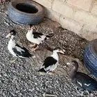 4 بط