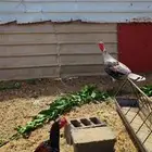 ديك رومي وديك باكستاني