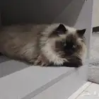 هره حامل للبيع