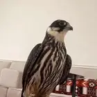 مطلوب بكه او وكري في الاحساء بسعر معقول