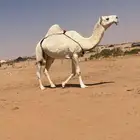 وضحا ضروبه