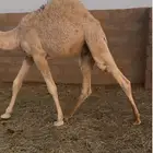 حشو طيبة للبيع