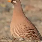 طيور بريه