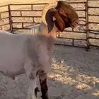 جذع صنف ادبس غنم نعيم