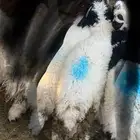 طلي نعيمي طيب