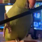 ببغاء درة اليف