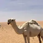 للبيع بكره رمانيه