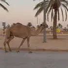 ناقه ضريبه