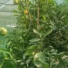 مشتل زراع طبيعي