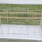 اقفاص 601 جمله