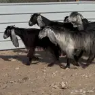معزا عوارض اشباب مقاني
