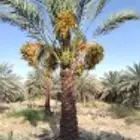 نخل مثمر للبيع