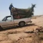 نخيل القصيم للبيع جميع انواع المقاسات