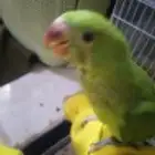 دره هنديه تربيه