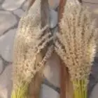 التعديل النخيل والأشجار وتنسيق الحدائق