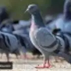 طارد الحمام والطيور