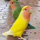 اجواز روز منتجه