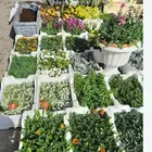 مشتل صغير لبيع الزهور وتنسيق الحدائق والأشجار
