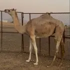 ذلول للبيع