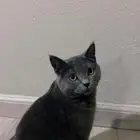 قطط سكوتش للتبني