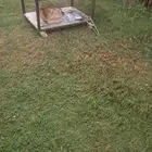 قهوجي العماريه.