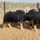 49غنم نجد مراح خوات بعض صنف بفحلها