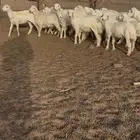 رخال