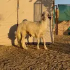 تم البيع تم البيع تم البيع مشروع فحل اصفر ابرص