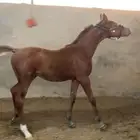 مهر شعبي فاخر للبيع