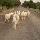 ارخال حريات