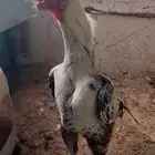 للبيع دجاج هندي
