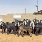 جفرات عوارض صنف