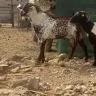 تيس أوشح فخم