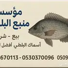 بيع وشراء اسماك البلطي