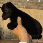 ماعز قزم صغير جدا جميل
