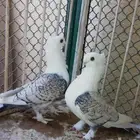 مطلوب زوج حب رمان منتج